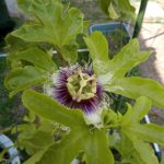 お盆直前ですが、通常通り営業中です　和歌山の車庫証明代行　橋本行政書士事務所